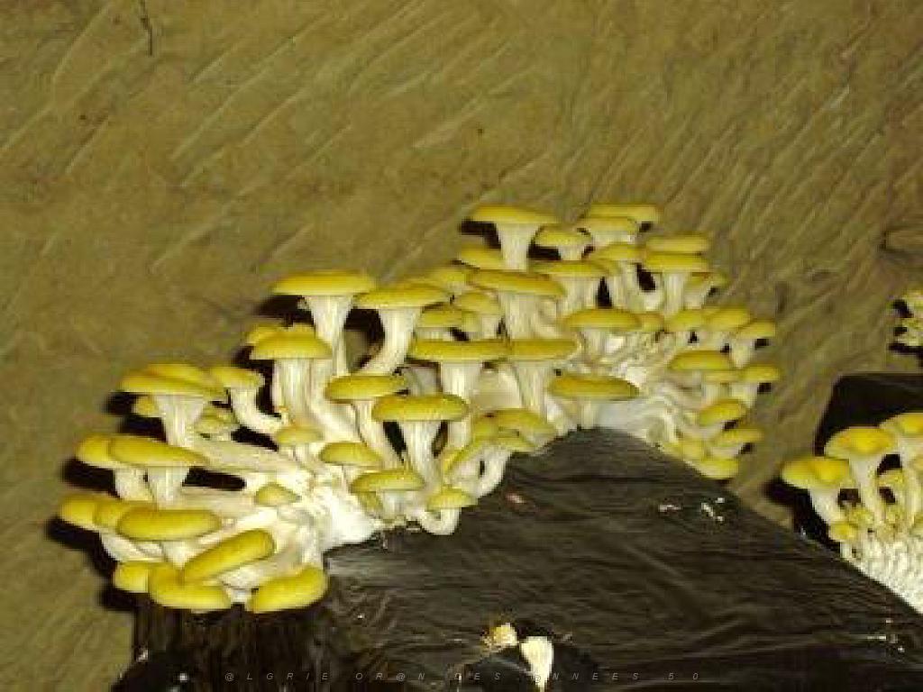 149 MUSEE DU CHAMPIGNON A  SAUMUR 2016 2_000005.jpg